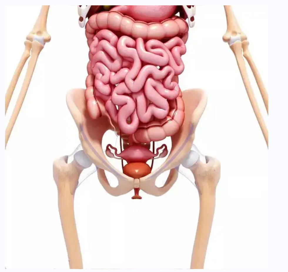 【醫(yī)療科普】：骨盆保護